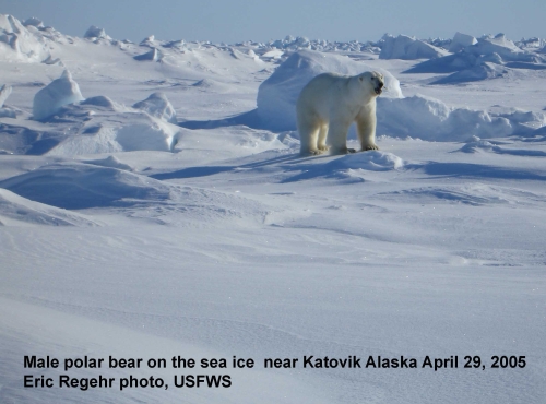 Polar_Bear_male on sea ice_Alaska Katovik Regehr photo_April 29, 2005_sm labeled
