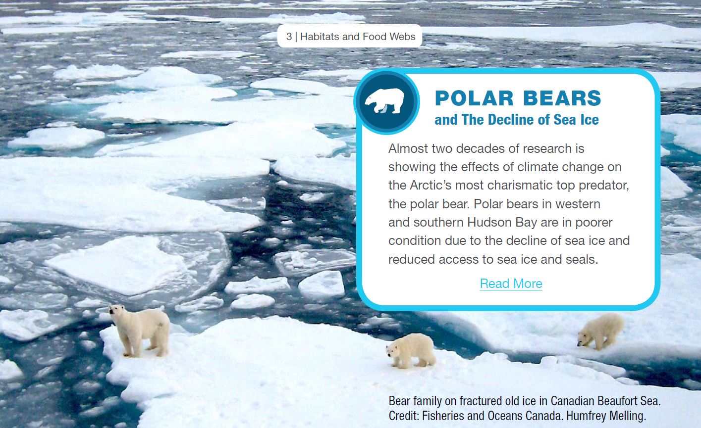 2019 DFO Arctic Report_Polar Bears from Summary document sent to media