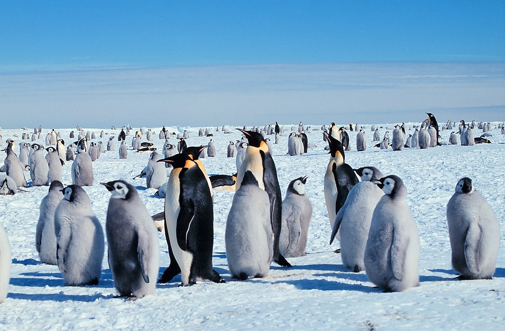 Emperor penguins NOAA_Wikipedia 2006 med