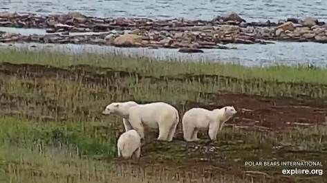 Polar bear Cape East 0 Wakusp NP _24 Aug 2020 earlier