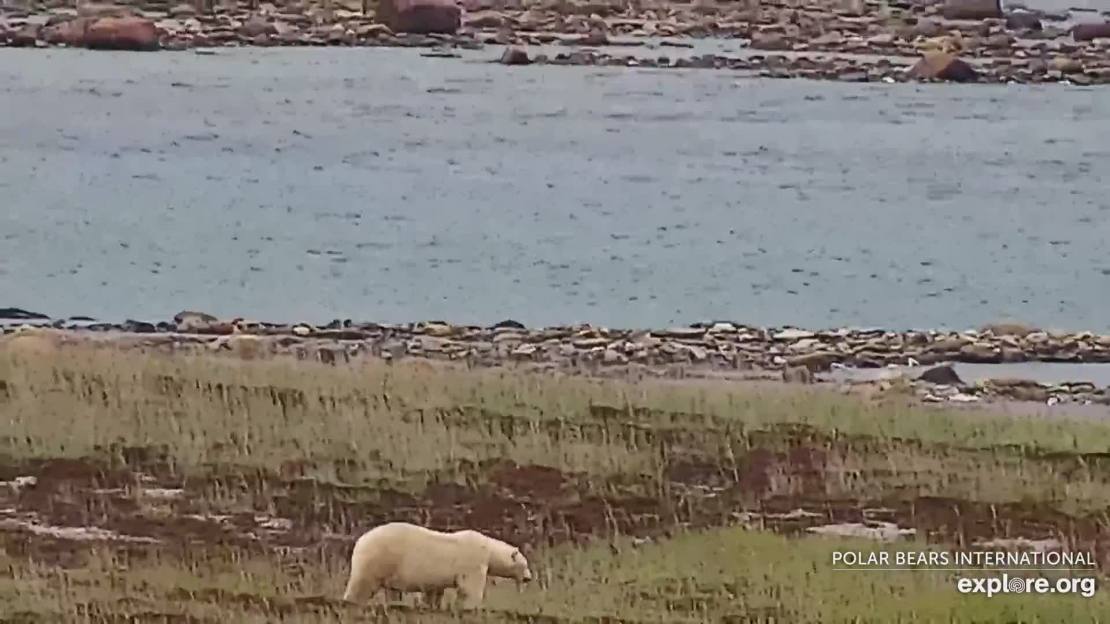 Polar bear fat Cape East Wakusp NP _26 Aug 2020