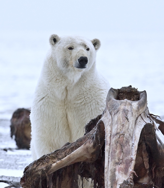 Polar Bear (Sow), Arctic National Wildlife Refuge, Alaska